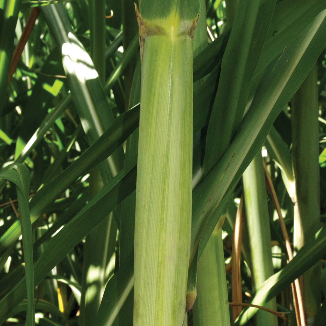 Leaf sheath – No pubescence.s.